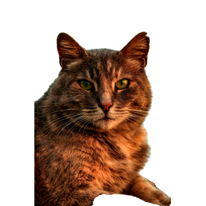 A Detailed Portrait Of A Tabby Cat Against A Blue Background, Showcasing Its Striking Eyes. 13871 - Cat PNG image with transparent background